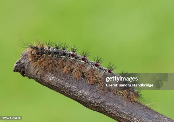 a gypsy moth caterpillar, lymantria dispar, walking along a twig. - gypsy moth caterpillar stock-fotos und bilder