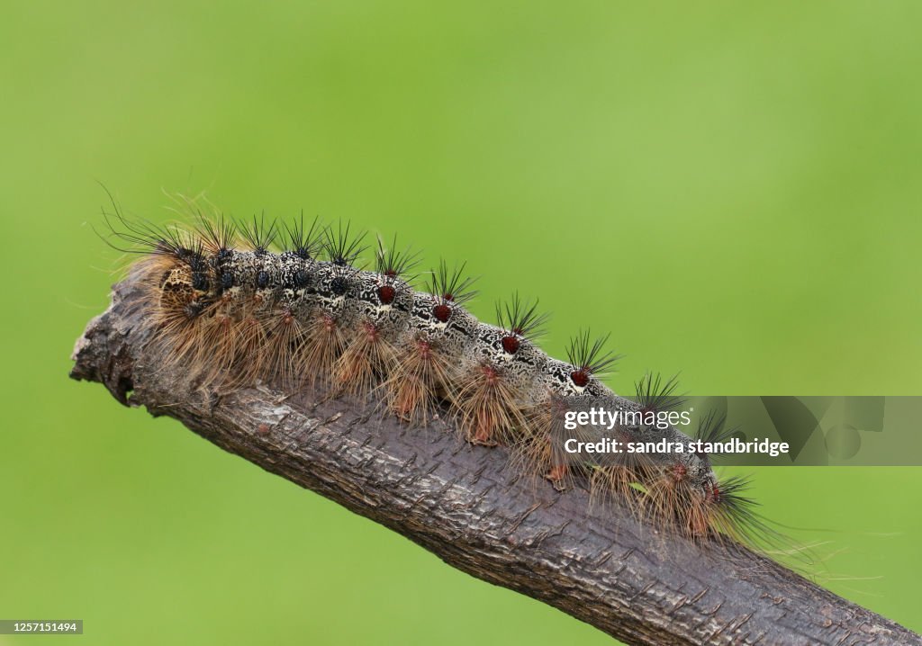 A Gypsy Moth Caterpillar, Lymantria dispar, walking along a twig.