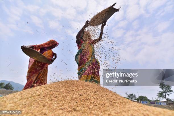 Woman winnow rice grains during the harvest season in Nagaon District of Assam , India on May 22 ,2023.