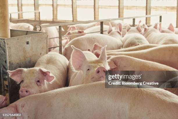 pigs on a farm - gris bildbanksfoton och bilder