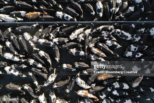 dairy cows on a farm - methaan stockfoto's en -beelden