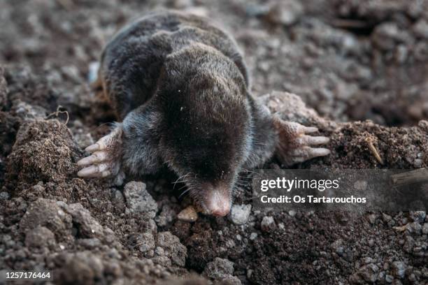 european mole on the ground - mole animal stock pictures, royalty-free photos & images