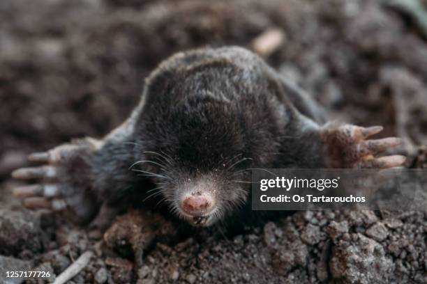 european mole on the ground - maulwurf stock-fotos und bilder