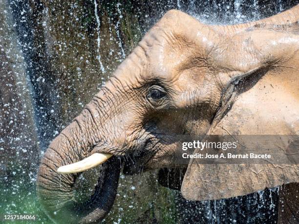 481 Elephant Hair Photos and Premium High Res Pictures - Getty Images 481 Elephant Hair Photos and Premium High Res Pictures - Getty Images