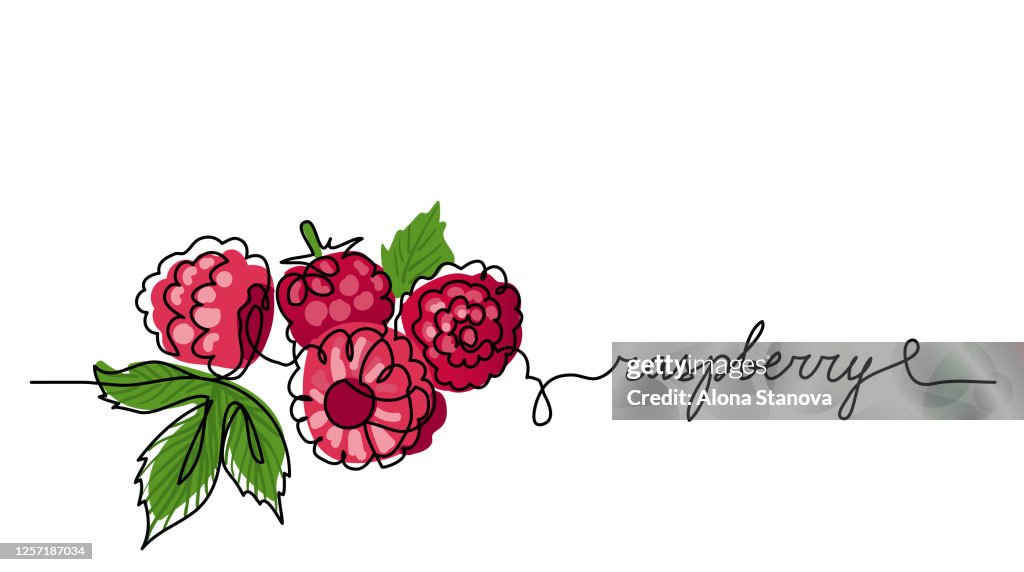 Raspberry Vector Color Illustration Background Sketch Banner For Label ...