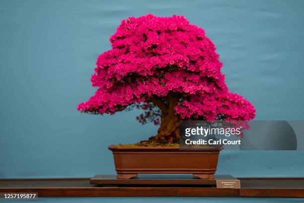 Rhododendron bonsai tree is displayed at the Chelsea Flower Show on May 22, 2023 in London, England. The Chelsea Flower Show, also known as the Great...