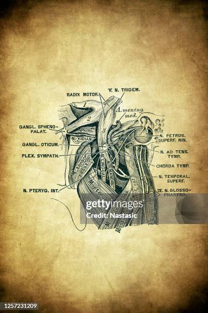 otic ganglion - ganglion stock illustrations
