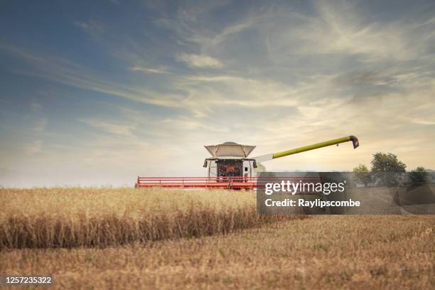 modern state of the art combine harvester harvesting a crop of ripened canola - oilseed rape on a late summers evening in the gloucestershire cotswolds, focus on the crop in the foreground - combine harvester stock pictures, royalty-free photos & images