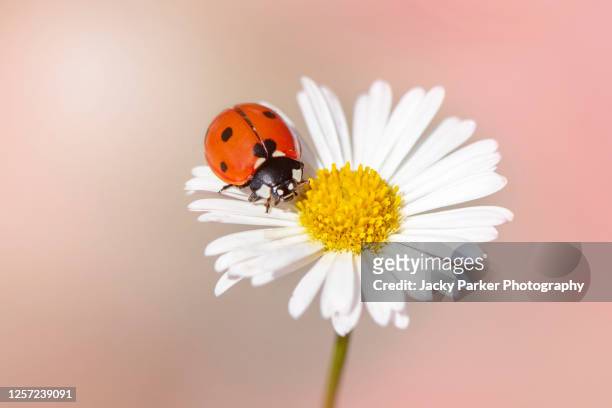 close-up image of a 7-spot ladybird resting on a white summer daisy flower - ヒナギク ストックフォトと画像