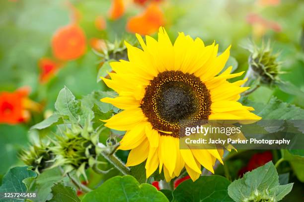 close-up image of a single vibrant yellow, sunflower also known as helianthus annus - sunflower stock pictures, royalty-free photos & images