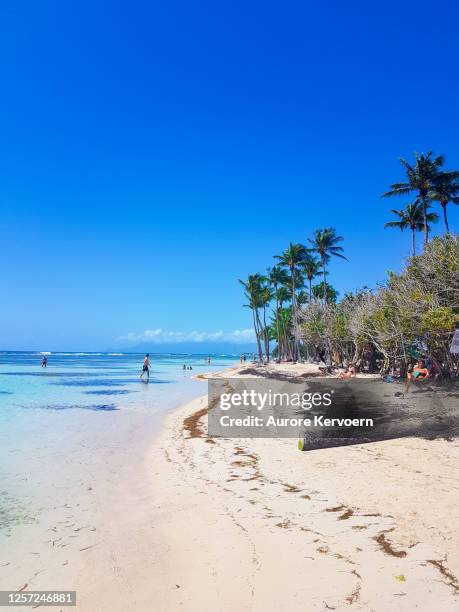 beach of bois jolan, guadeloupe. - guadeloupe beach stock pictures, royalty-free photos & images