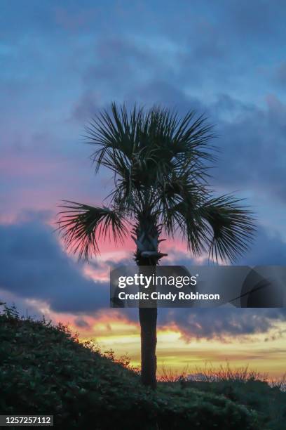 carolina sunset - palmetto stock pictures, royalty-free photos & images