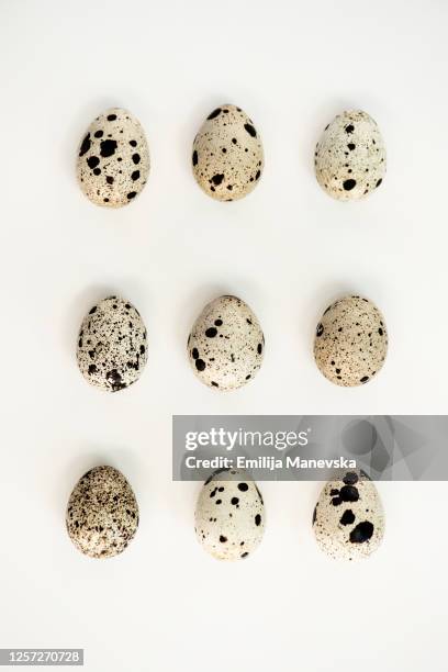 quail eggs on a white background - uovo di quaglia foto e immagini stock