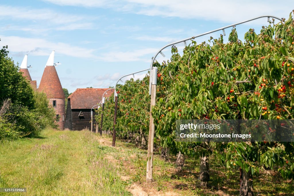 Pippins Farm Orchards in Pembury, England