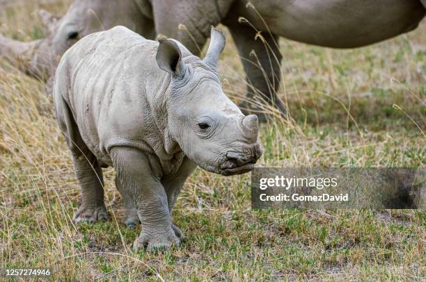 bebé rinoceronte y madre cercana - lake nakuru fotografías e imágenes de stock