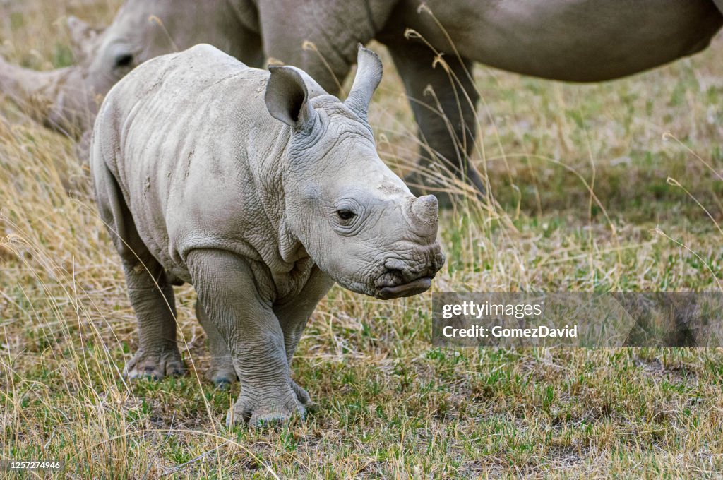 Baby Rhino and Nearby Mother