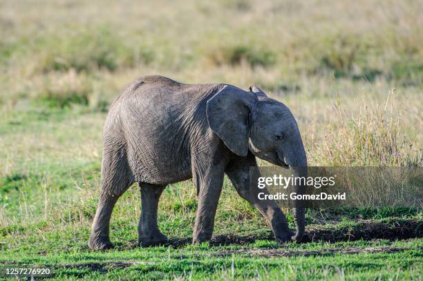 lone wild baby elephant explorant la région environnante - baby elephant walking photos et images de collection