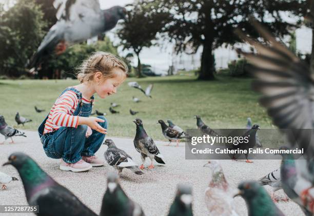 cute little girl in a park, hand-feeding tame pigeons - pidgeon stock pictures, royalty-free photos & images