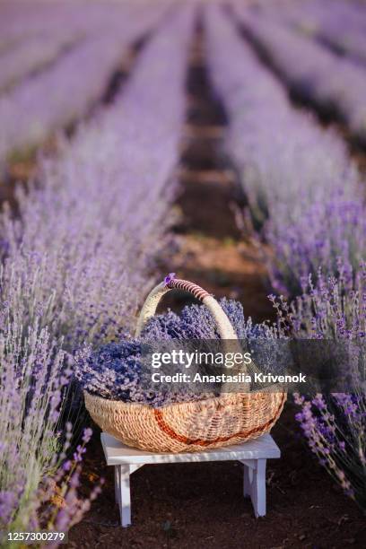 straw basket with dry lavender in lavander fields in valensole. provence, france. - osier photos et images de collection