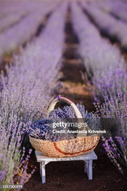 straw basket with dry lavender in lavander fields in valensole. provence, france. - lavender field france stockfoto's en -beelden