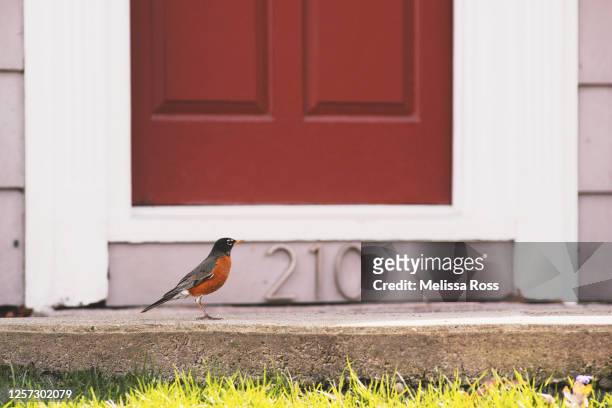 robin standing in front of a residential home - house number stock pictures, royalty-free photos & images