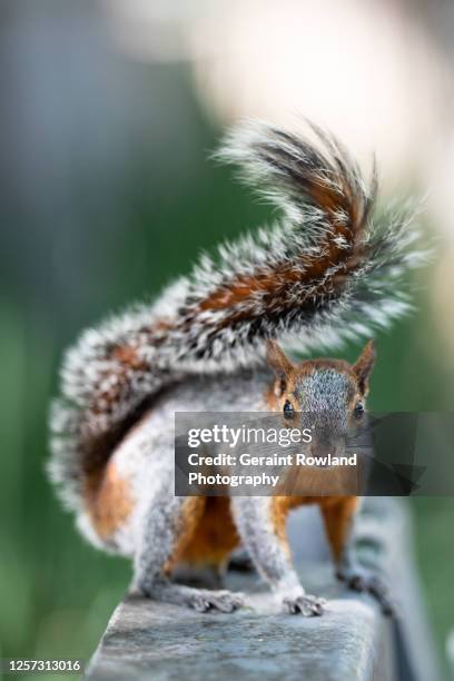 Mexican Squirrel Photos and Premium High Res Pictures - Getty Images