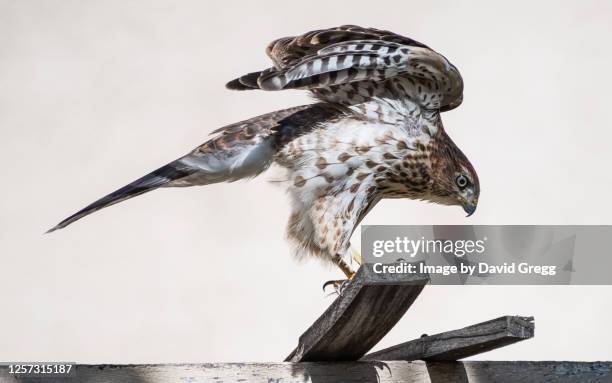 a coopers hawk - coopers hawk stock pictures, royalty-free photos & images