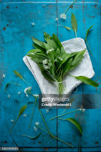 fresh ramson (allium ursinum) leaves and blossoms - ramson stock-fotos und bilder