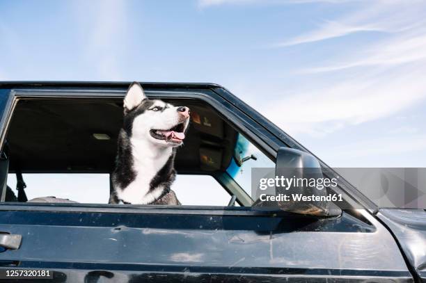 husky looking out from vehicle window - husky fotografías e imágenes de stock