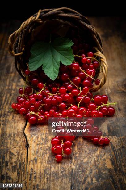 ripe red currant berries spilling from small wicker basket - johannisbeere stock-fotos und bilder