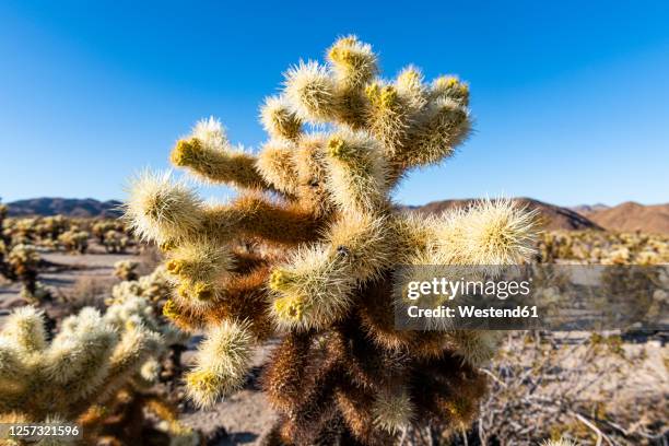 usa, california, cholla cacti in joshua tree national park - cactus cholla fotografías e imágenes de stock