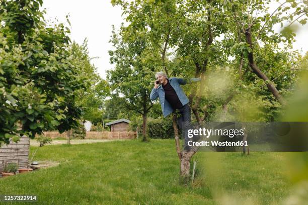 senior man on the phone in a tree in a rural garden - garten baum stock-fotos und bilder