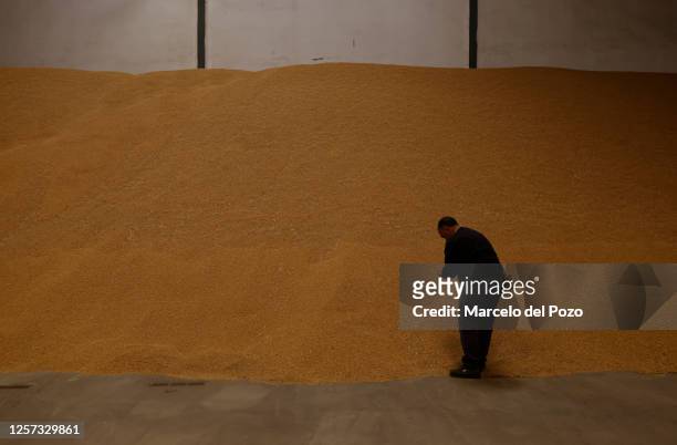 Diego Rodriguez, production manager of the Andalusian rice cooperative, Arrozua, check rice on May 22, 2023 in Isla Mayor, Spain. An estimated 60 per...