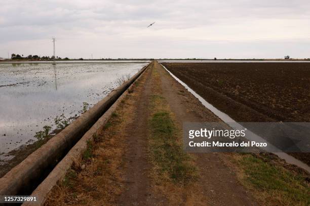 Wet and dry rice fields on May 22, 2023 in La Puebla del Rio, Spain. An estimated 60 per cent of the Spanish countryside has been affected by...