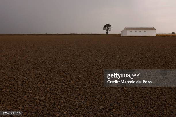 Dry rice field on May 22, 2023 in Isla Mayor, Spain. An estimated 60 per cent of the Spanish countryside has been affected by drought, causing crop...