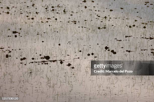 Rice field on May 22, 2023 in La Puebla del Rio, Spain. An estimated 60 per cent of the Spanish countryside has been affected by drought, causing...