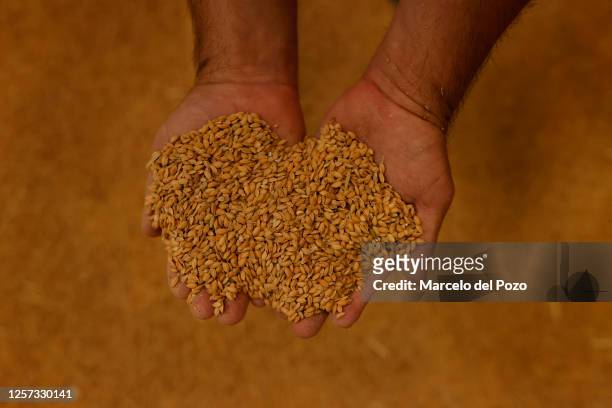 Diego Rodriguez, production manager of the Andalusian rice cooperative, Arrozua, holds rice on his hands on May 22, 2023 in Isla Mayor, Spain. An...