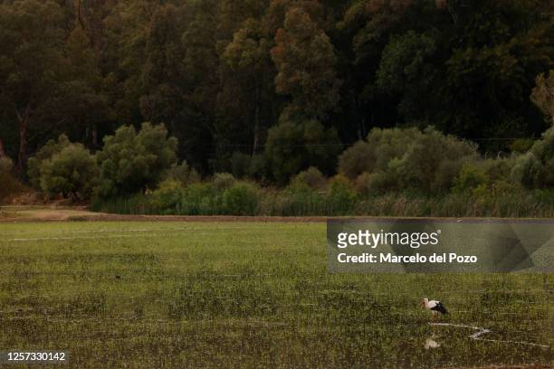 Stork in a rice field on May 22, 2023 in La Puebla del Rio, Spain. An estimated 60 per cent of the Spanish countryside has been affected by drought,...