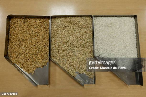 Rice sample in three different states in the laboratory of the Andalusian rice cooperative, Arrozua, on May 22, 2023 in Isla Mayor, Spain. An...