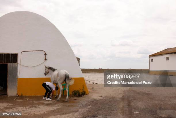 Man prepares a horse for riding next to a dry rice field on May 22, 2023 in Isla Mayor, Spain. An estimated 60 per cent of the Spanish countryside...