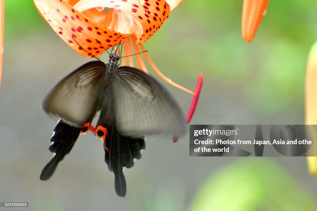 Tiger Lily Flower and Japanese Swallowtail Butterfly