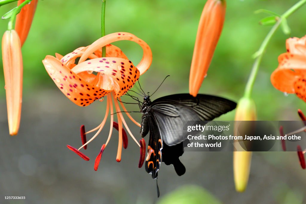 Tiger Lily Flower and Japanese Swallowtail Butterfly