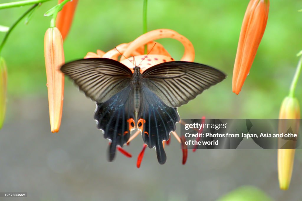 Tiger Lily Flower and Japanese Swallowtail Butterfly