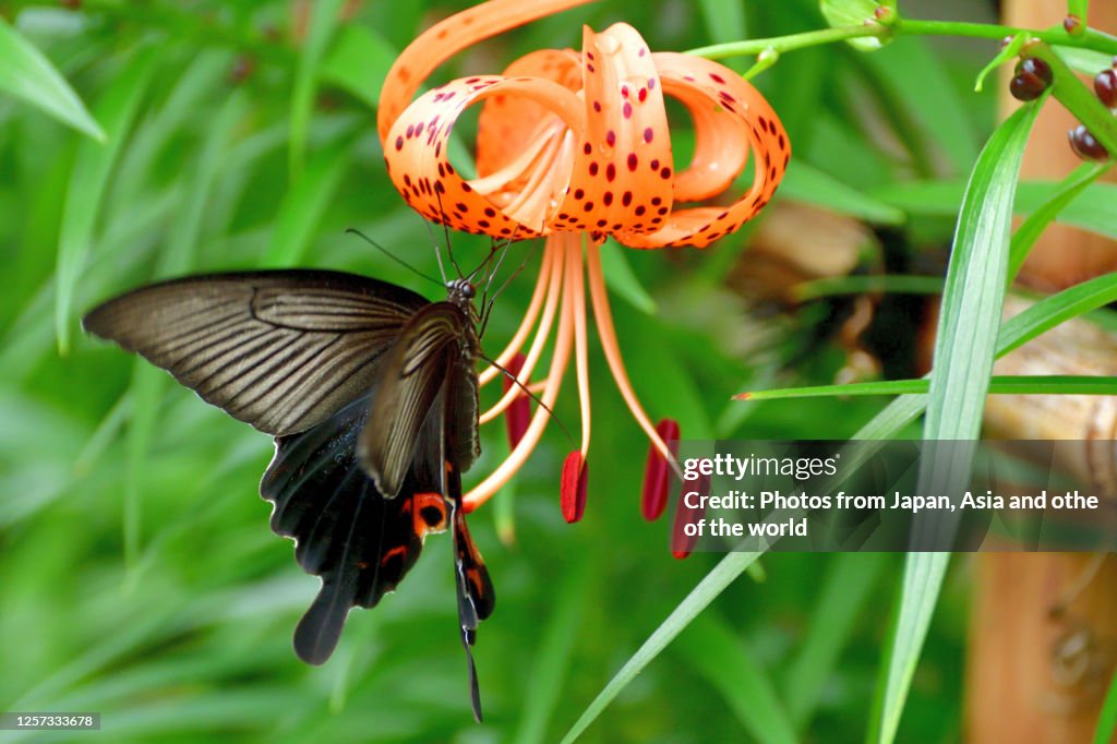 Tiger Lily Flower and Japanese Swallowtail Butterfly