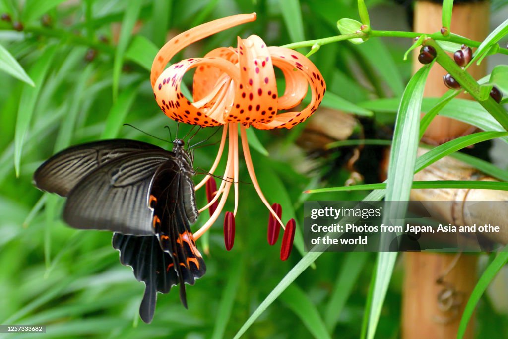 Tiger Lily Flower and Japanese Swallowtail Butterfly