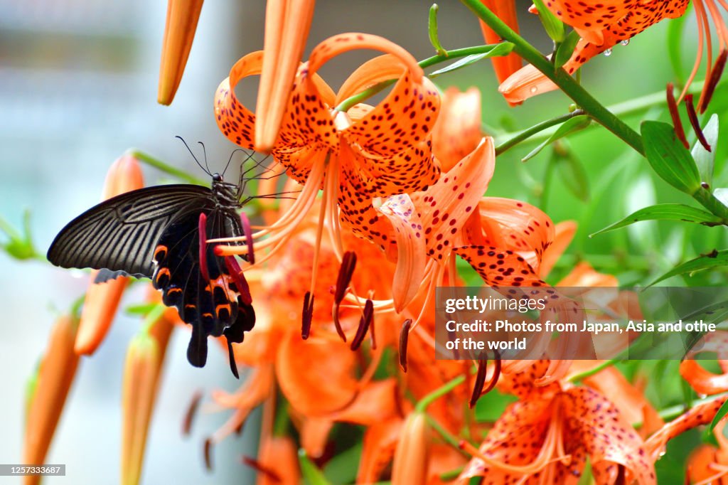 Tiger Lily Flower and Japanese Swallowtail Butterfly