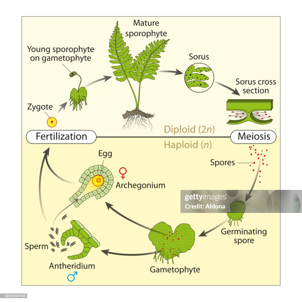 Life Cycle Of Fern High-Res Vector Graphic - Getty Images