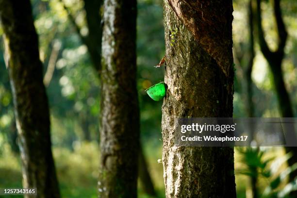 collecting latex from rubber tree - rubber bowl stock-fotos und bilder