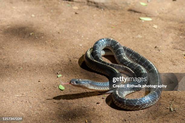 common krait snake - krait imagens e fotografias de stock