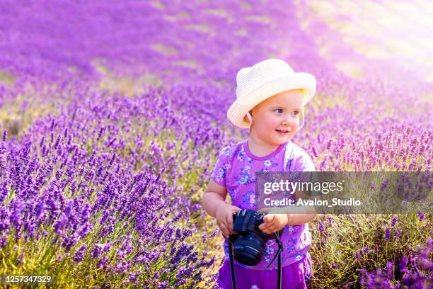 little girl with a camera in a lavender field. - baby smelling flower stock pictures, royalty-free photos & images